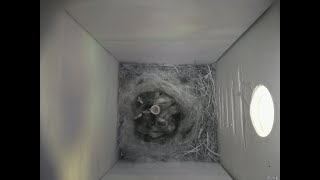 Nestbox 20180508/11:00 - 2571 frames with movement