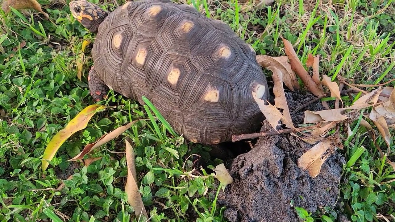 Coral's Surprise: Yellow-Footed Tortoise Unearths a Nest in our Backyard!