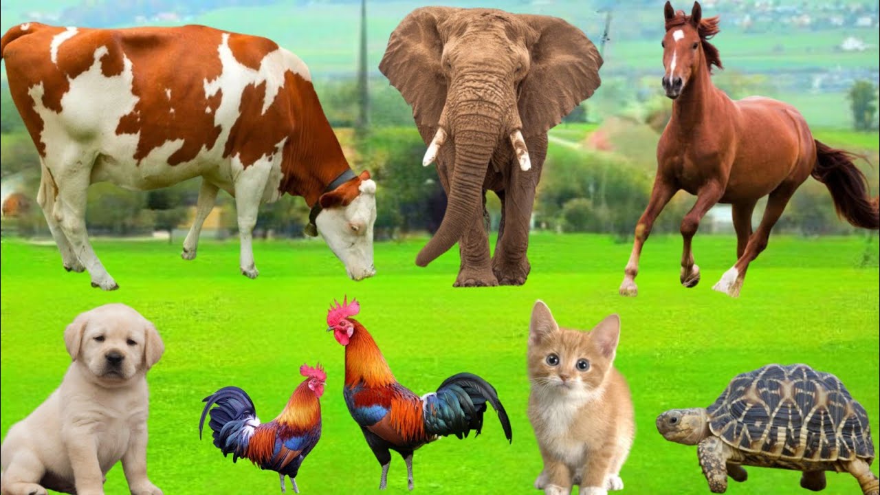 Farm Animal Habitat: Cow, Dog, Pig,Sheep, Cat, Horse, Chicken, Goat, Pig, Parrot, Part - 126