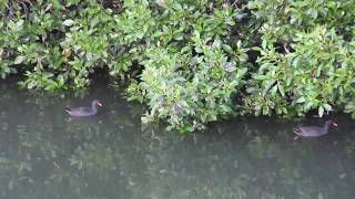 Dusky moorhens