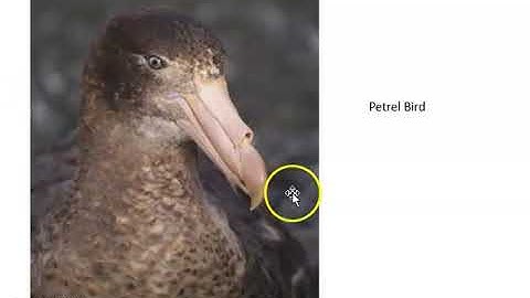 GRADE 4 SKILLS HANDBOOK LESSON 3 HOW DO SCIENTISTS ANSWER QUESTION PART 1