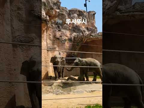 어린이대공원 코끼리🐘 화목..?    #어린이대공원 #코리 #코끼리 #shorts
