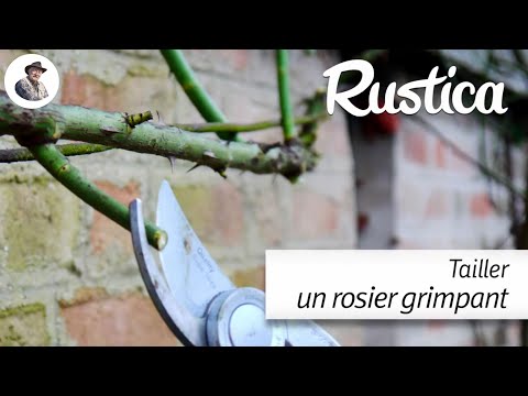 Vidéo: Tailler les rosiers grimpants : comment tailler les rosiers grimpants