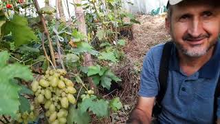 Download Lagu Struguri soiul Preobrajenie boabe enorme MP3 Download Lagu Struguri soiul Preobrajenie boabe enorme MP3