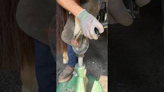 How to prep a hard hoof for trimming #hooftrimming #horsecare #oddlysatisfying #farrier