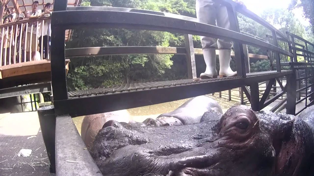 連発！カバのスイカまるかじり　長崎バイオパーク