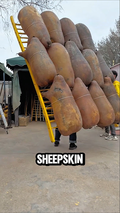Why Did Chinese Sailors Blow Up Sheep? #shorts
