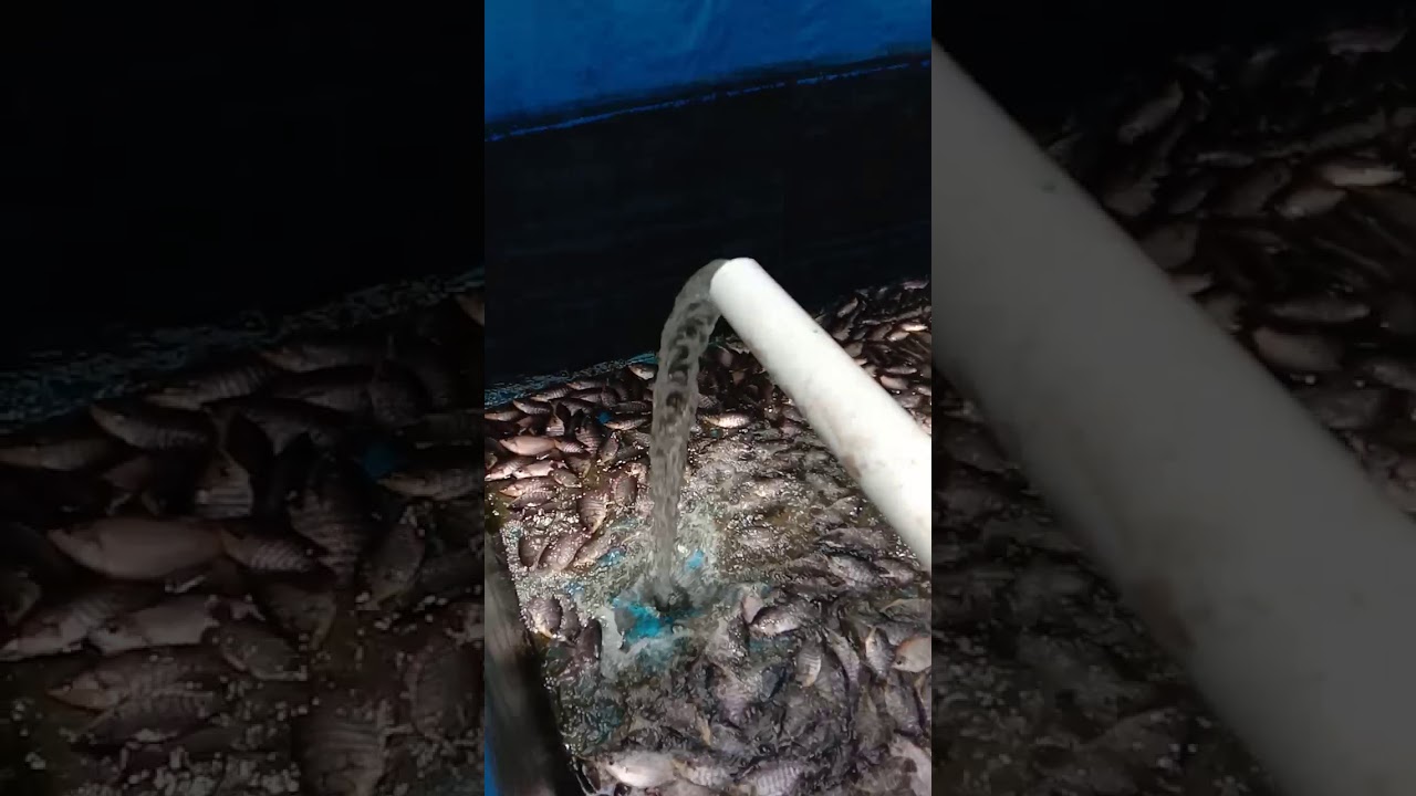 Membersikan kolam gurame kolam terpal 