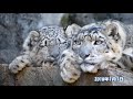 多摩動物公園 ユキヒョウ ミミフク親子の1年間