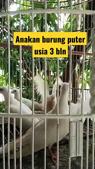 anakan burung puter albino usia 3 bln #shorts #burung #ternak