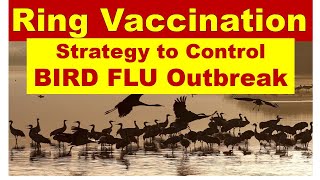 Ring Vaccination in Bird Flu - Control Strategy of Bird Flu