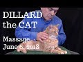 Dillard the Cat — Massage, June 6, 2018