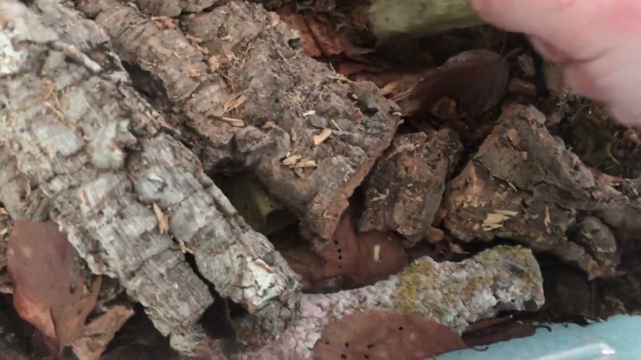 Assel Update/ Porcellio leavis panda,Armadillidium Maculatum,Porcellio expansus tortosa