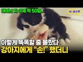 방금 태어난 강쥐에게 손 달라고 했더니 I KBS 동물극장 단짝 230107 방송