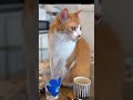 マリメッコがお好きな猫🐈おしゃれなタック❣️ #川上麻衣子 #猫