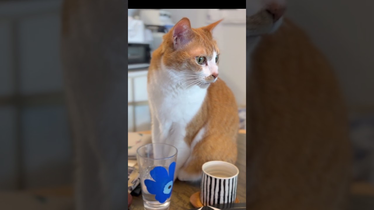 マリメッコがお好きな猫🐈おしゃれなタック❣️ #川上麻衣子 #猫