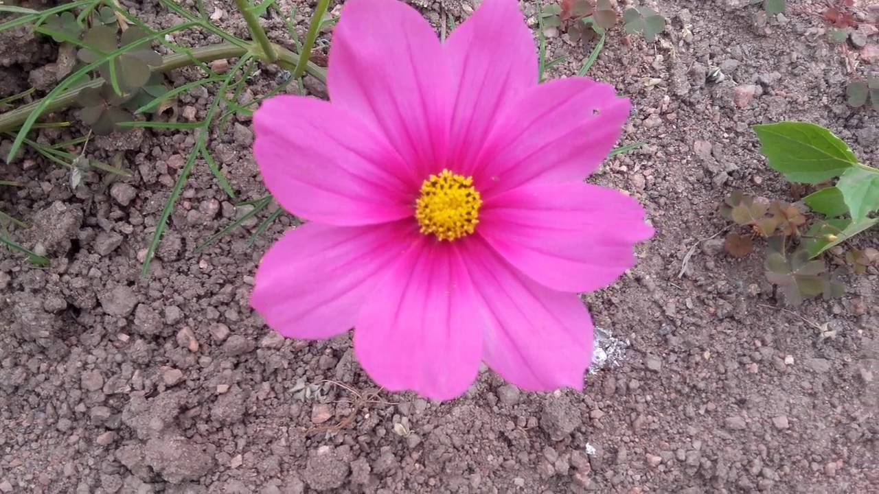 Asteraceae Pink Stock Photos Asteraceae Pink Stock Images