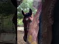 El primo bañando el caballo #granja #caballos #influencer