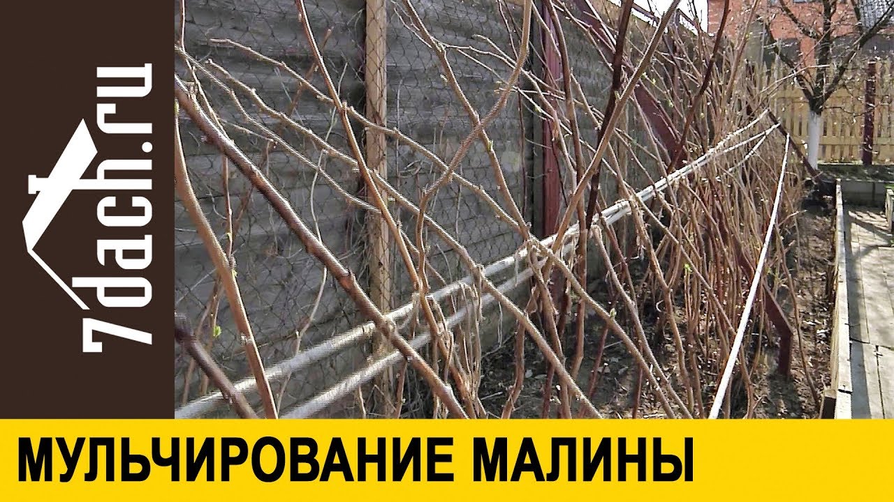 👩‍🌾 Как повысить урожай малины: правильное мульчирование - 7 дач