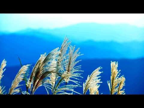 This Gentle Melody Touches the Soul 💙 Beautiful Relaxing Nature & Emotional Piano Flute Music