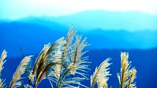 This Gentle Melody Touches the Soul 💙 Beautiful Relaxing Nature & Emotional Piano Flute Music