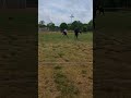 Kickball Out at 2nd #fun #baseball #kickball #fun #letsplay #cat #yt #ytshorts #happy