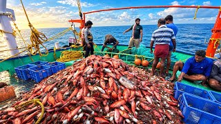 JACKPOT FROM THE SEA! 😱🔥| Massive Sea Catch | Trawlnet Fishing | Day 1