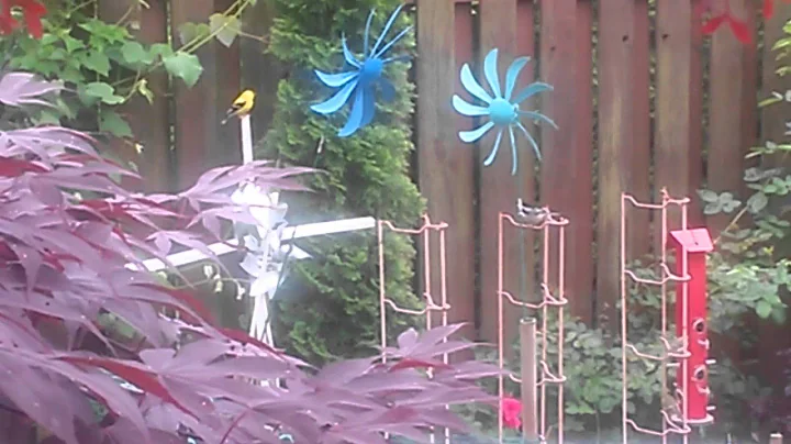 Birds in my backyard