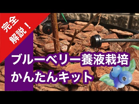 ブルーベリー狩り農園Toyota かけらぼの動画サムネイル