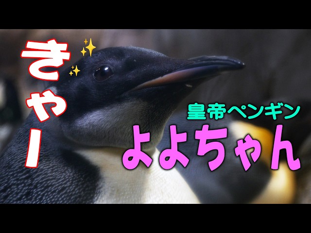 初仕事可愛すぎ！】よよちゃん休園日明け皇帝ペンギンE044、名前