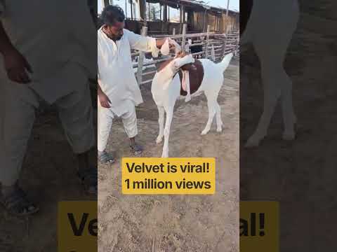 velvet is viral #viral #viralvideo #shprts #animals #viralblvideo contact 03332143405