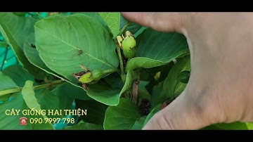 Ổi ruby ruột đỏ giống, ổi giống các loại giá rẻ #caygiong #oiruby #oinuhoang #oiledailoan