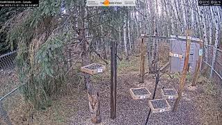2025-11-01 - Foothills Birds - Foothills, AB - Live Stream Bird Feeder Cam (FiRN)