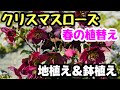 『クリスマスローズ』❣️誰でも簡単！今やりたいクリスマスローズの植え替え🎵