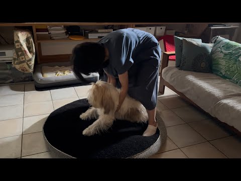 【プチバセ】怠惰犬再来