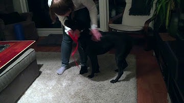 Dallas  Intro to Prong Collar Down