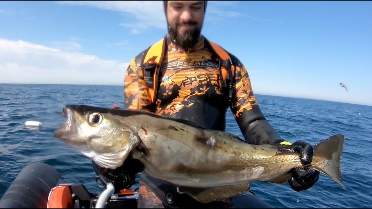 Gros Lieu jaune & Bar en Bretagne - Chasse sous marine 2020