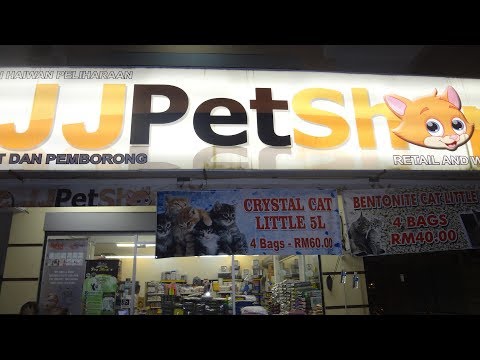 Video: Memilih Haiwan Kesayangan: Pasar, Kedai Haiwan Peliharaan Atau Penternak Swasta