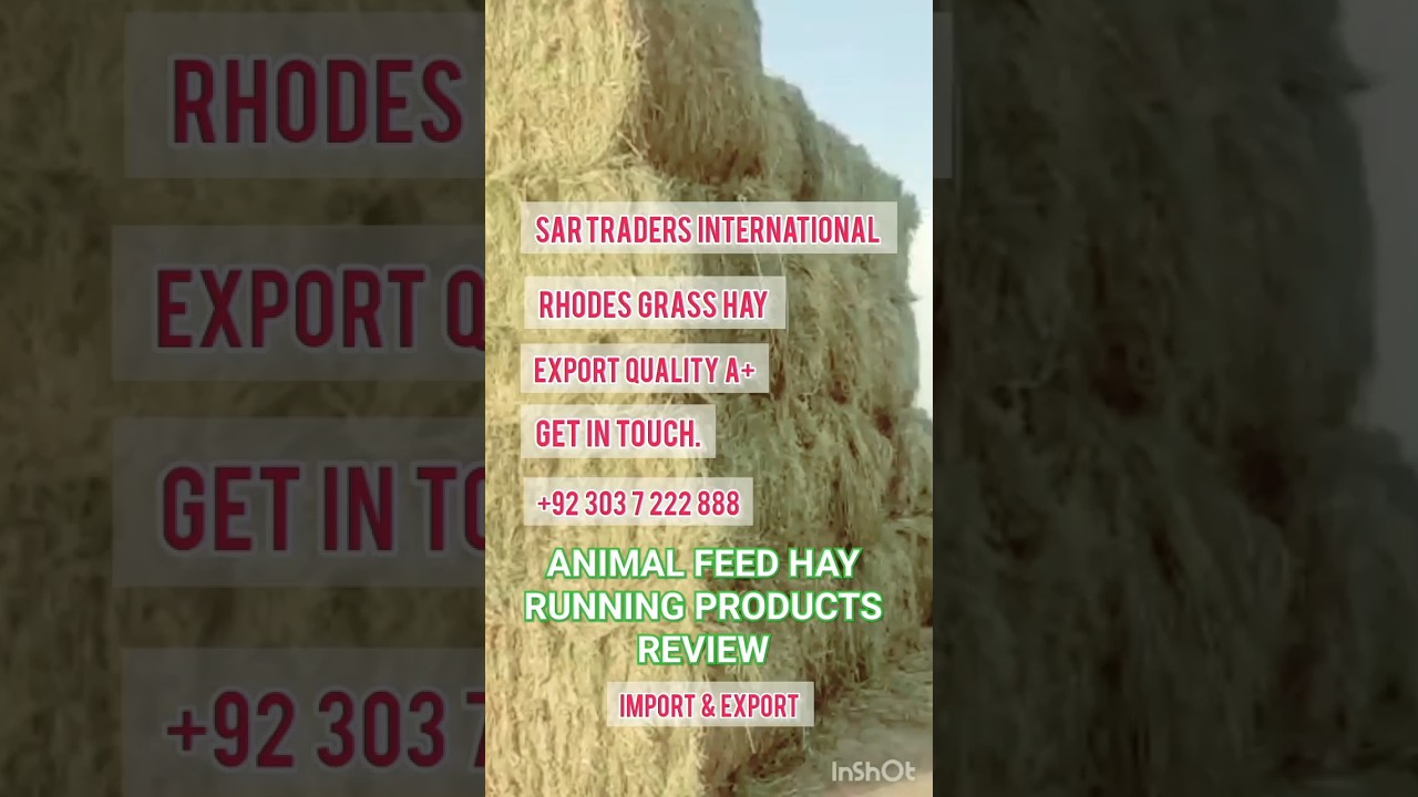 Animal Feed hay of Running Products for Export 