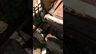 Branding POV Using a worn calf table!