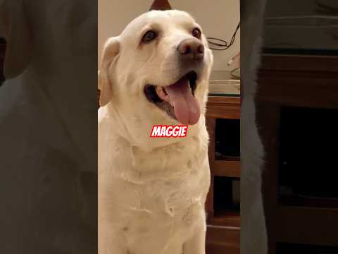 Maggie 🧿#shortsfeed #short #viral #dogshorts #labrador #labradorretriever