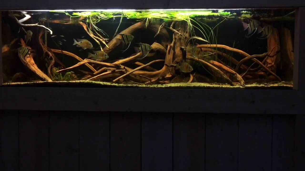 Middle Amazonas, at the area around Manaus, 720 L