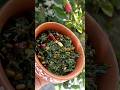Thotakura Fry In Telugu а а а џа а а а µа а Єа Ѓа Ўа Ѓ Thotakura Recipes Thotakura Recipes In Telugu Thotakura Fry In Telugu а а а џа а а а µа а Єа Ѓа Ўа Ѓ Thotakura Recipes Thotakura Recipes In Telugu