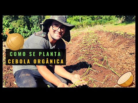 Vídeo: Cebola Calcedônia: descrição, cultivo e comentários