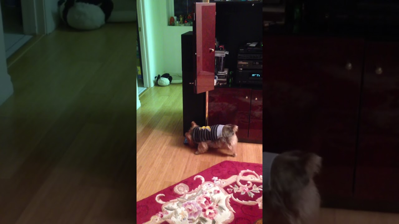 Yorkie able to open Christmas gift