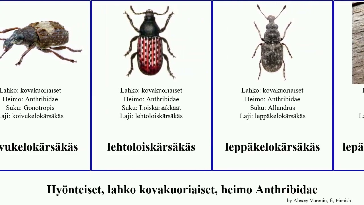 Hyönteiset, lahko kovakuoriaiset, heimo Anthribidae insect kahvikärsäkäs koivukelokärsäkäs Exillis
