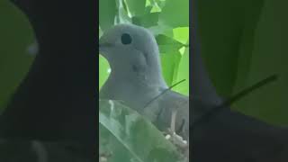 pasariho