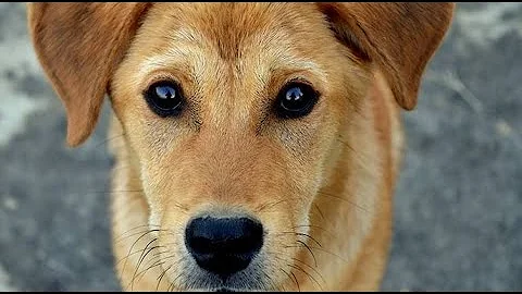 ¿Cómo identifica un perro a su dueño?