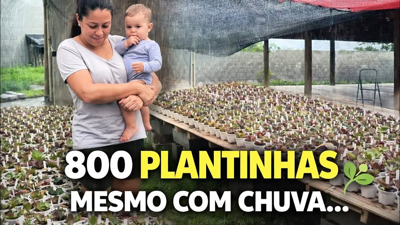Como estão as mais de 800 mudinhas e próximos passos | Lê e Paty Suculentas