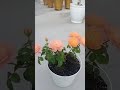 hoa hồng màu cam cá hồi rất bền màu.